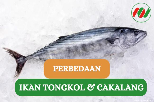 5 Perbedaan Ikan Cakalang dan Ikan Tongkol, Sudah Tau??